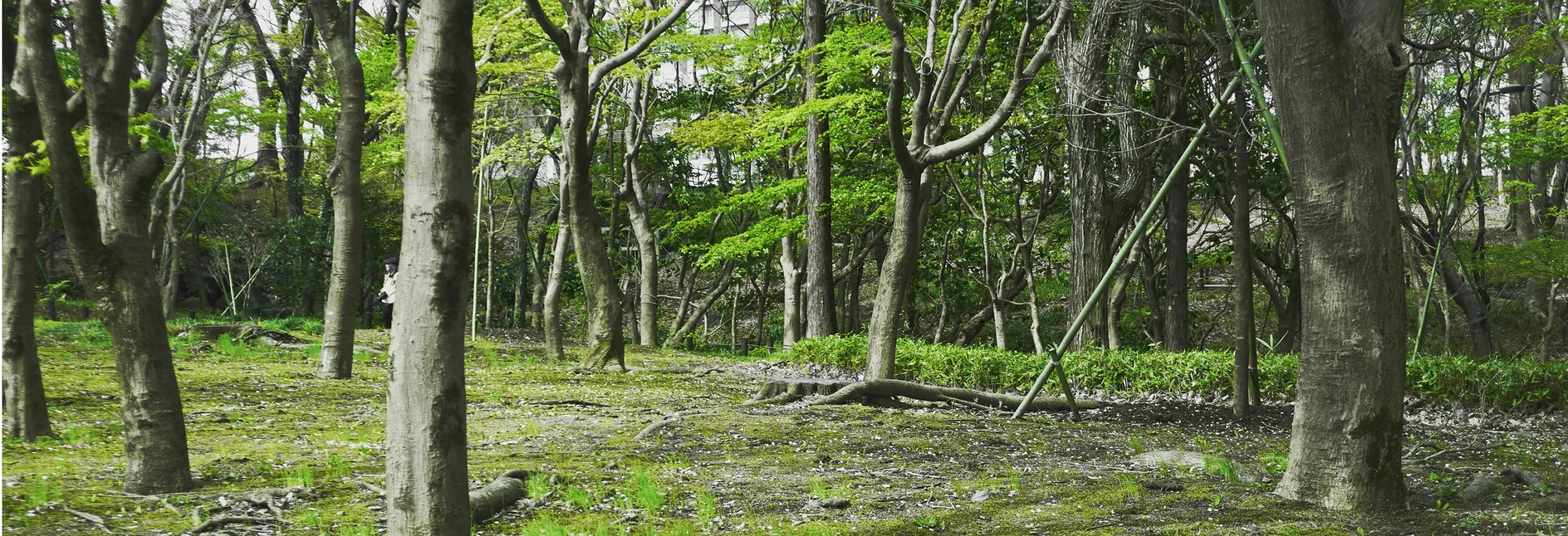 木々に囲まれた自然の中の風景