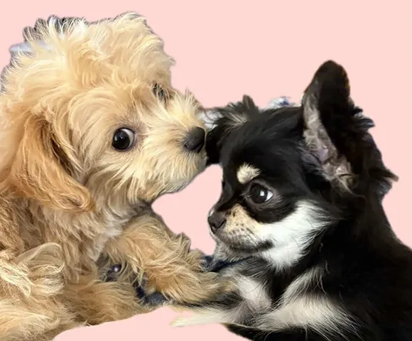 アンバサダー犬のチワワのモカとチワプーのむぎ