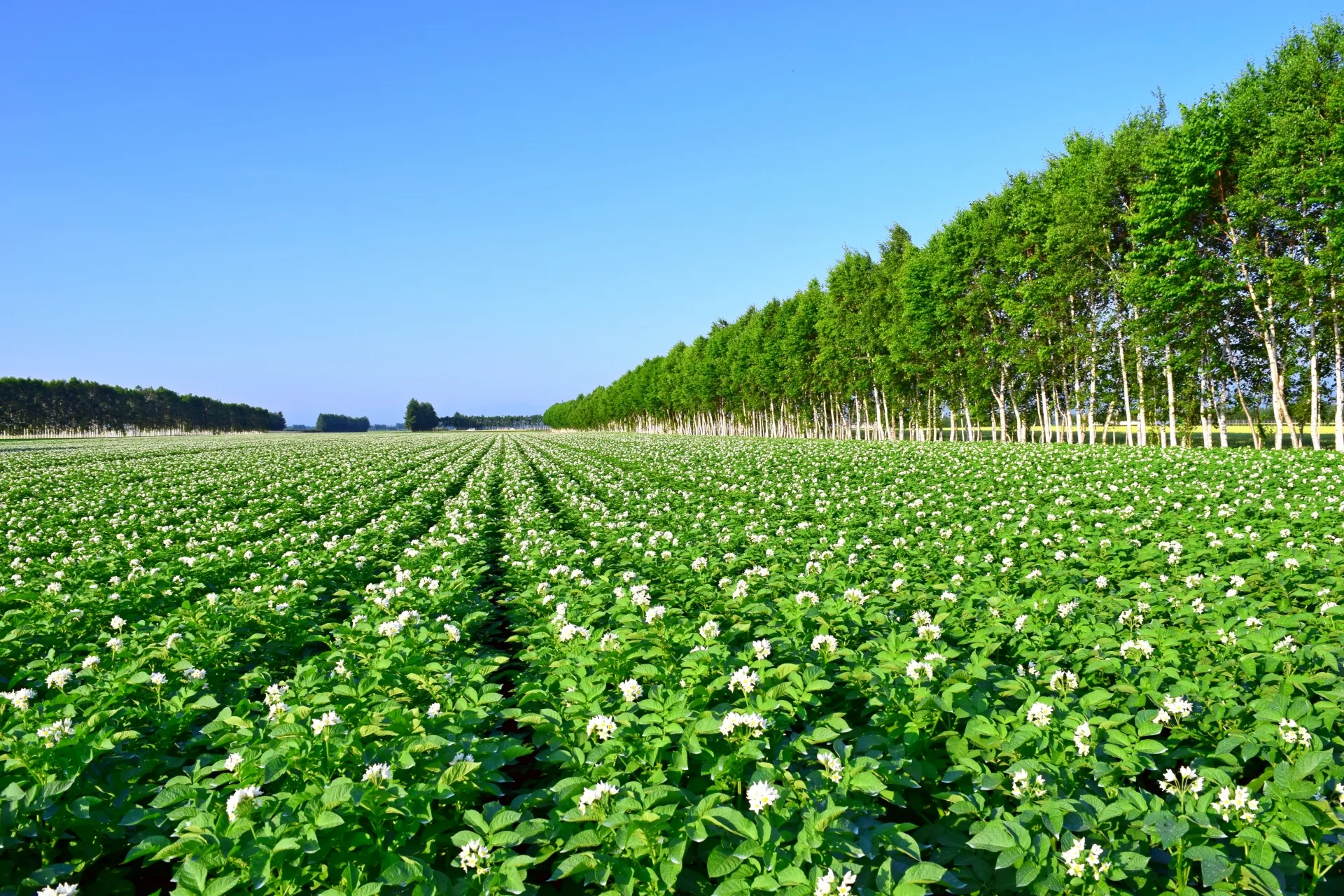 規則正しく並ぶ白い花が咲いた農作物の畑が、地平線まで広がる景観